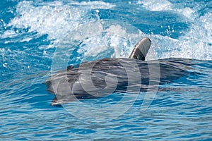 Dolphin accelerating in blue water for a next jump