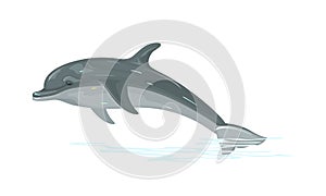 Dolphin is aquatic mammal within the infraorder Cetacea. Highly social, intelligent marine animal.