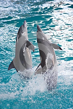 Dolphin attraction