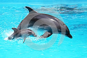 Delfín dieťa plávajúce v voda 