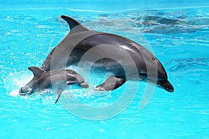 Dolphin with a baby floating in the water