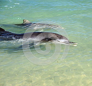 Dolphin baby and mother