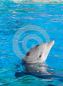 Dolphin