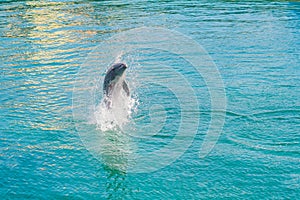 Dolphin in blue water playing with the ball