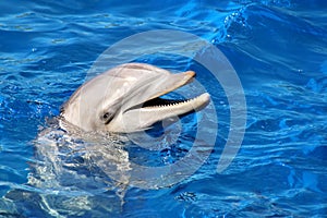 Dolphin photo