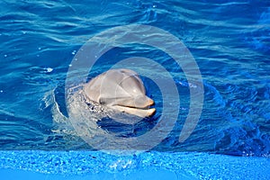 Dolphin