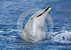 Dolphin, Bottled Nose
