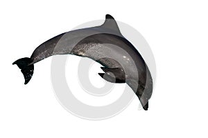 Delfín uhorka skákanie 