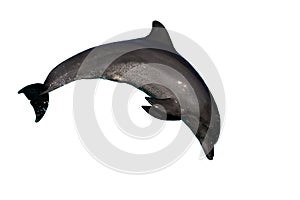 Dolphin bottlenose jumping