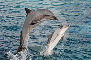 Dolphin Bow Jump