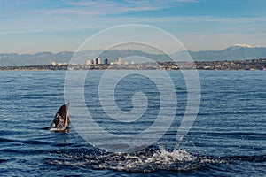 Dolphin breaching off Orange County and Newport coast