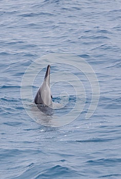 Delfin Verstoß Oberfläche 