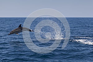 Dolphin, Cantabrian Sea, Basque Country