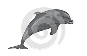 Dolphin cartoon jumping