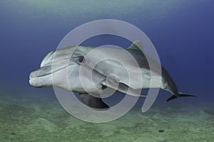 Dolphin at the clear reef waters , red sea