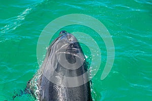 Dolphin Clears Blow Hole In Green Water