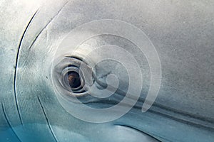 dolphin close up portrait underwater while looking at you