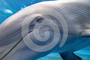 dolphin close up portrait underwater while looking at you