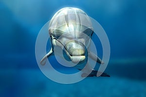 dolphin close up portrait underwater while looking at you