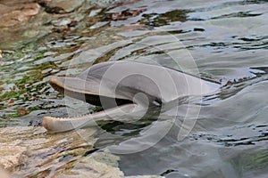 Dolphin Closeup 2