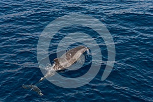 Dolphin comming to the surface of sea to breath and look around.