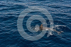 Dolphin comming to the surface of sea to breath and look around.