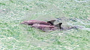 Dolphin couple breaking the surface