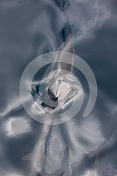 Dolphin Cruising Through Glassy Seas