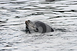 Dolphin (Delphinidae)
