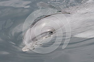 Dolphin (Delphinidae)