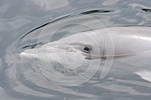 Dolphin (Delphinidae)