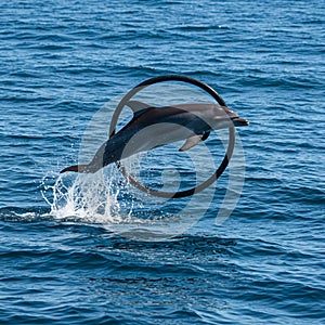 A dolphin (Delphinidae family) leaps through a circular hoop above the ocean. The photo