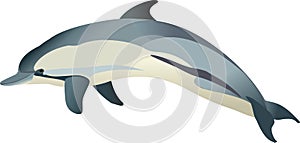 Delfin Delfin 