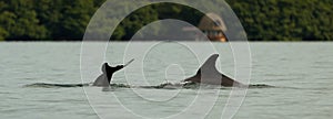 dolphin diving into the calm water, bay in the archipelago of Bocas del Toro, Caribbean sea, Panama photo