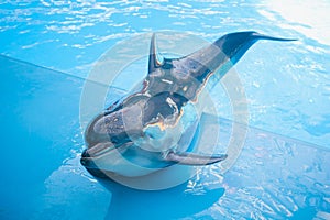 Dolphin in dolphinarium photo