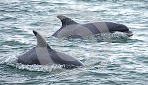 Dolphin dolphins surfacing whilst swimming