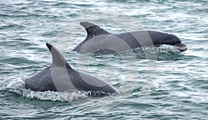 Dolphin dolphins surfacing whilst swimming photo