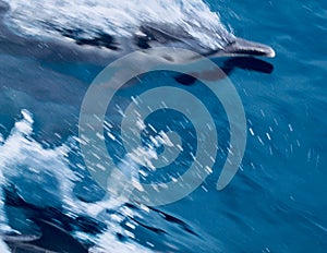 Dolphin photo