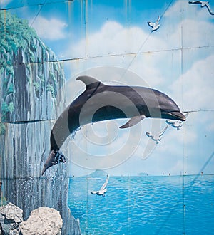 Dolphin photo