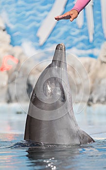 Dolphin photo