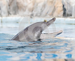 Dolphin photo