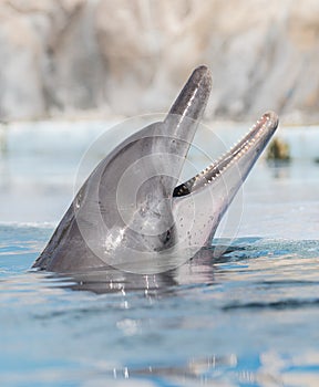 Dolphin photo