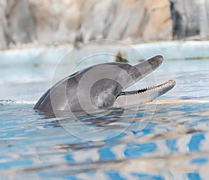 Dolphin photo