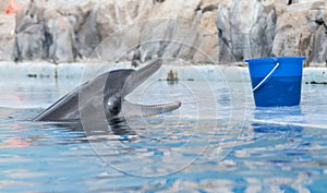 Dolphin photo