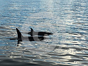 Dolphin encounter in kaikoura New Zealand