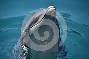 Dolphin Face Closeup