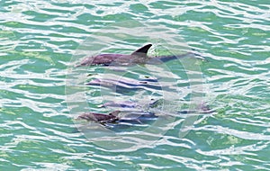 Dolphin family breaking the surface