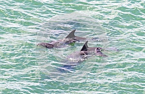 Dolphin family breaking the surface