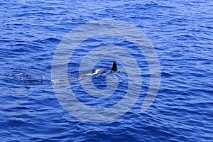 Dolphin fin above the water