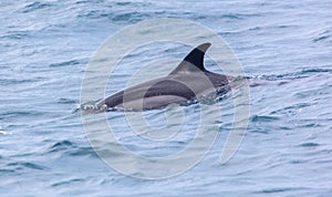 Dolphin fin above the water